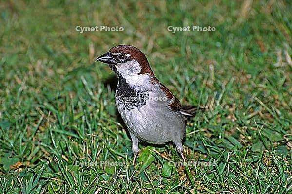 House Sparrow, Passer domesticus, (young bird) Baby animals [IBR113148519]