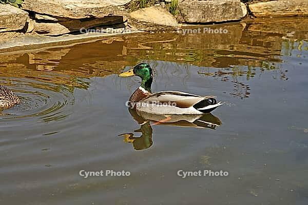 Mallard, Anas platyrhnchos (male) [IBR113148521]