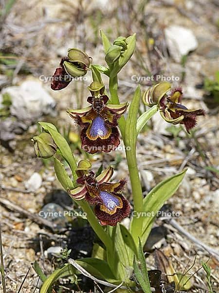 Ophrys ciliata, mirror ragwort [IBR113148522]