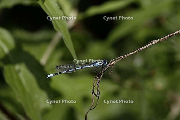 Platycnemis pennipes, feather dragonfly, male, feather dragonflies, Platycnemididae [IBR113148523]
