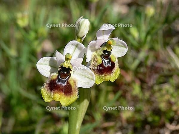 Ophrys tenthredinifera, wasp ragwort [IBR113148524]