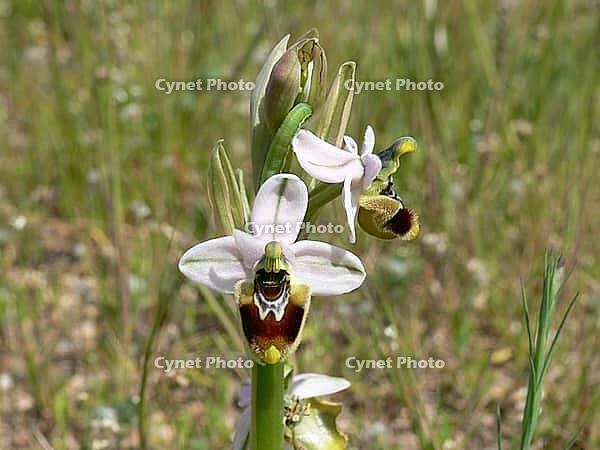 Ophrys tenthredinifera, wasp ragwort [IBR113148525]