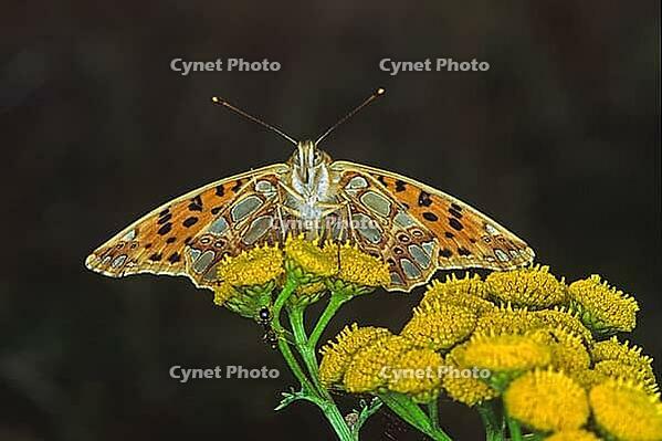 Issoria lathonia, small mother-of-pearl butterfly [IBR113148526]