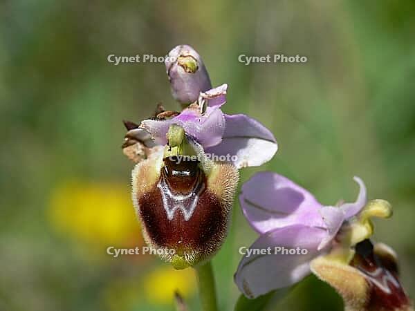 Ophrys tenthredinifera, wasp ragwort [IBR113148527]