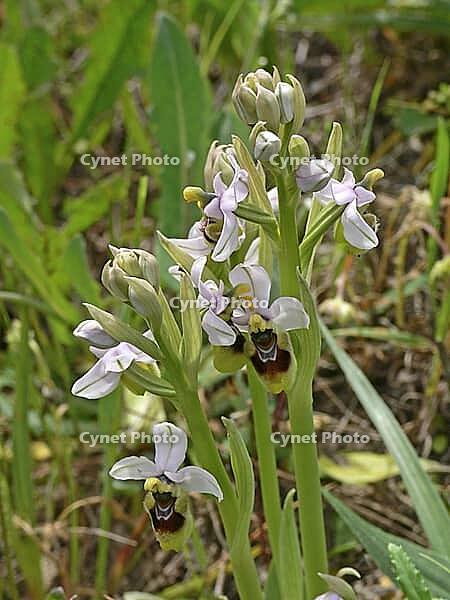Ophrys tenthredinifera, wasp ragwort [IBR113148528]
