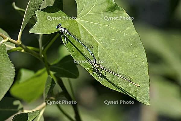 Platycnemis pennipes, feather dragonfly, male, feather dragonflies, Platycnemididae [IBR113148529]
