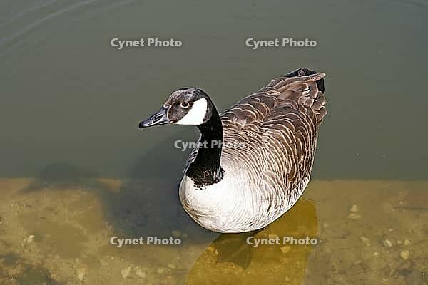 Canada goose, Branta canadensis [IBR113148531]