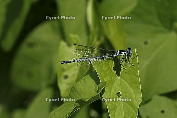 Platycnemis pennipes, feather dragonfly, male, feather dragonflies, Platycnemididae [IBR113148533]