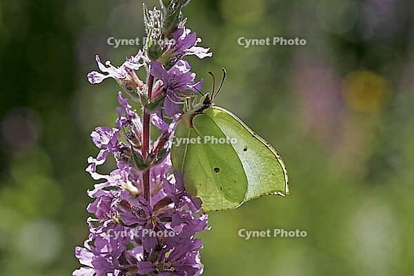 Gonepteryx rhamni, lemon butterfly, female [IBR113148535]