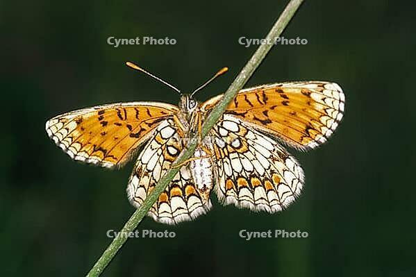Melitaea athalia, quail wheat butterflies [IBR113148536]