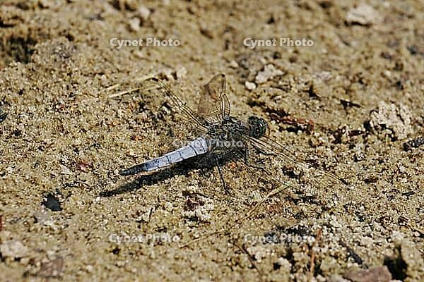 Libellula fulva, tip spot, sail barks, libellulidae [IBR113148539]