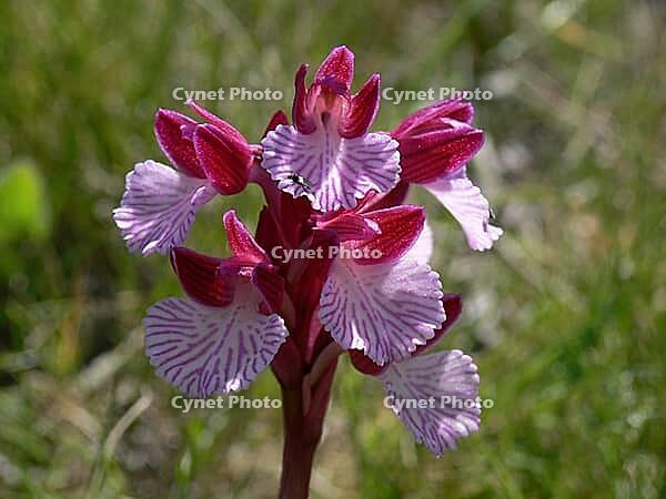 Orchis papilionacea, butterfly orchid [IBR113148540]