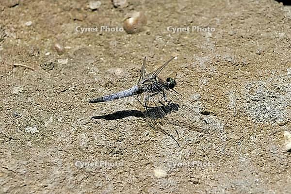 Libellula fulva, tip spot, sail barks, libellulidae [IBR113148541]