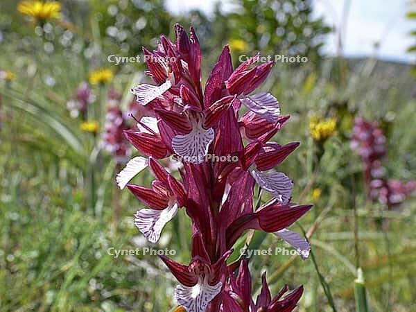 Orchis papilionacea, butterfly orchid [IBR113148542]