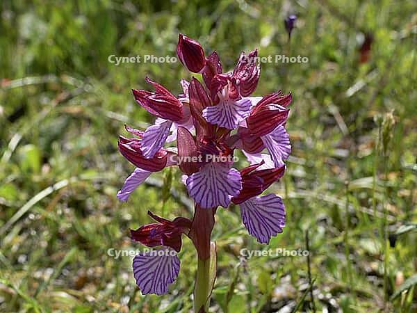 Orchis papilionacea, butterfly orchid [IBR113148544]
