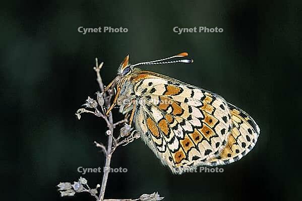 Melitaea cinxia, common butterflies [IBR113148545]