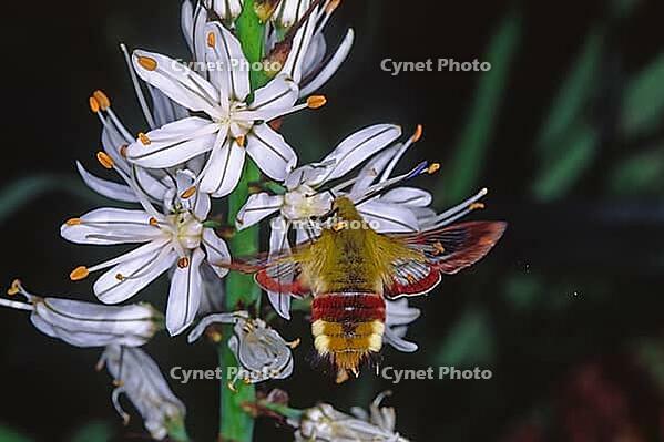Hemaris fuciformis, bumblebee hog [IBR113148547]