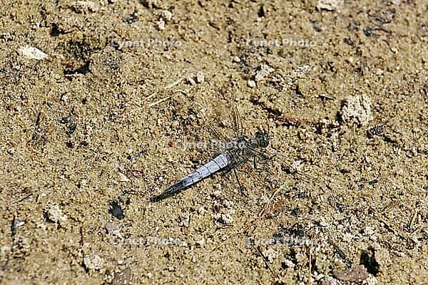 Libellula fulva, tip spot, sail barks, libellulidae [IBR113148548]