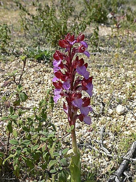 Orchis papilionacea, butterfly orchid [IBR113148549]