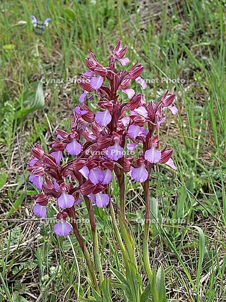 Orchis papilionacea, butterfly orchid [IBR113148551]