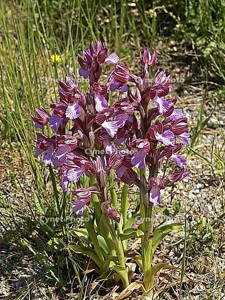 Orchis papilionacea, butterfly orchid [IBR113148552]