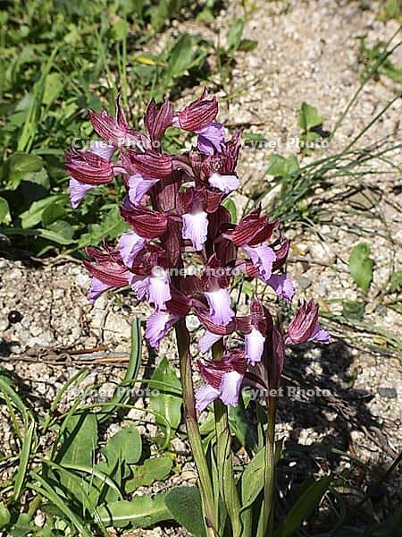 Orchis papilionacea, butterfly orchid [IBR113148553]
