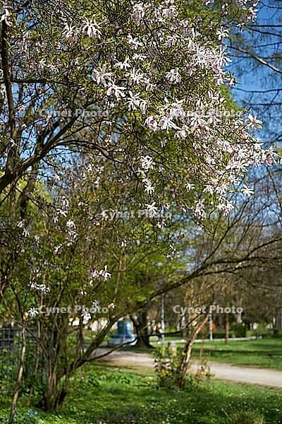 Star magnolia, old botanical garden, recreation area, park, spring, April, amusement park, leisure complex, park garden, garden park, Munich, Bavaria, Germany [IBR124585438]