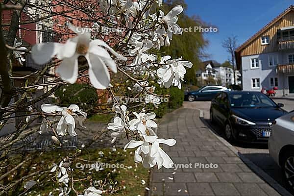 Star magnolia blooms in Starnberg, lake, recreation area, swimming lake, shipping, Upper Bavaria, Bavaria, spring, April, leisure, Munich, Germany [IBR124585440]
