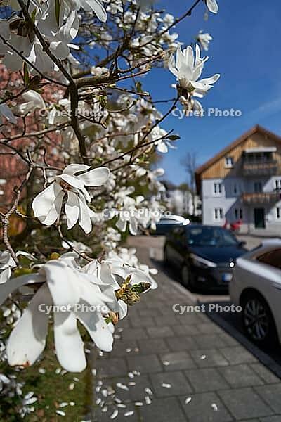 Star magnolia blooms in Starnberg, recreation area, swimming lake, shipping, Upper Bavaria, Bavaria, spring, April, leisure, Munich, Germany [IBR124585441]