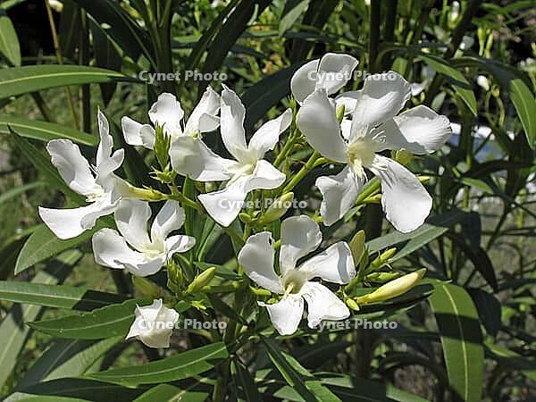 Nerium oleander, oleander [IBR124586566]