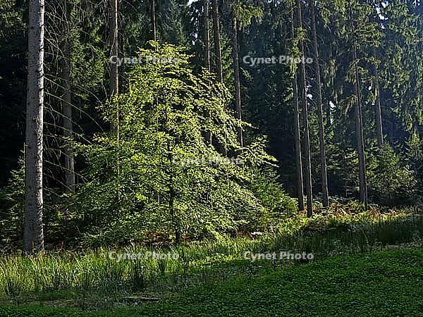 Tree in light, Oesede [IBR124586577]