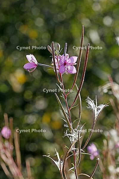 Epilobium dodonaei, rosemary fireweed [IBR124586582]