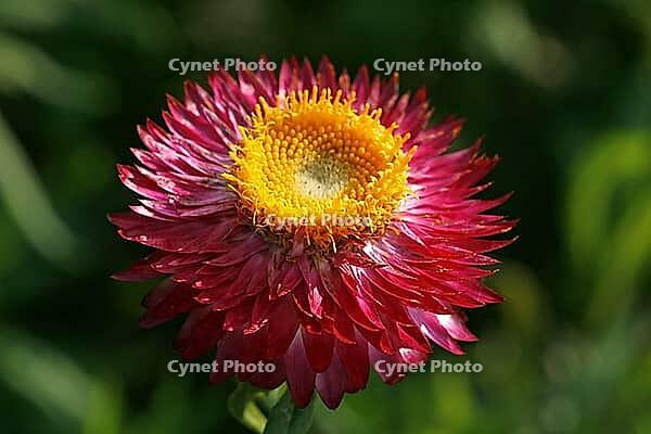 Helichrysum bractaetum, straw flower [IBR124586584]