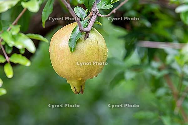 The mature pomegranate fruits are covered with water droplets after the rain. Pomegranate (Punica granatum L.), a sweet and juicy fruit, is rich in various fruit sugars, high-quality proteins, and easily absorbable fats. Huaibei City, Anhui Province, Chin [IBR124586586]