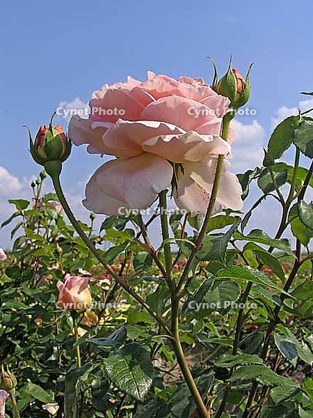 Rosa 'Abraham Darby, 'shrub rose, English rose, apricot yellow-pink, orange-pink, Austin 1985 [IBR124586587]
