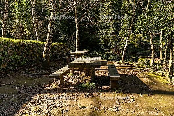 Peaceful forest trail winding through lush green woodland beside a small stream at Parque do Barronco dos Pisões, illuminated by warm sunlight on a tranquil spring day [IBR124586588]