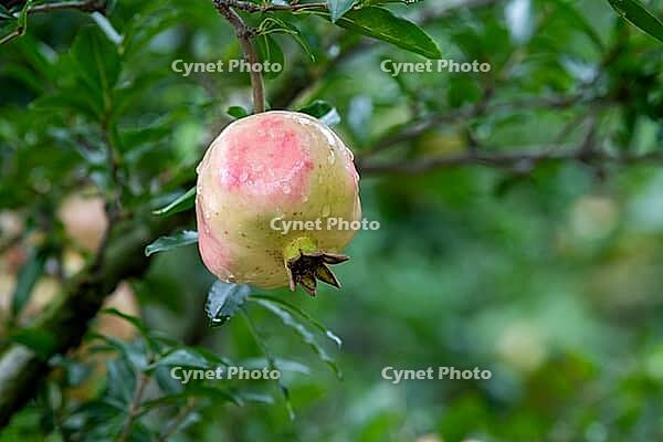 The mature pomegranate fruits are covered with water droplets after the rain. Pomegranate (Punica granatum L.), a sweet and juicy fruit, is rich in various fruit sugars, high-quality proteins, and easily absorbable fats. Huaibei City, Anhui Province, Chin [IBR124586597]