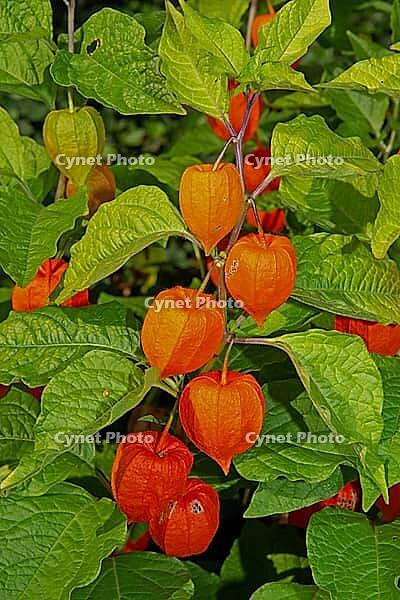 Lantern flower with several orange flowers one above the other in front of green leaves, Buchhofen, Bavaria, Germany [IBR124586599]