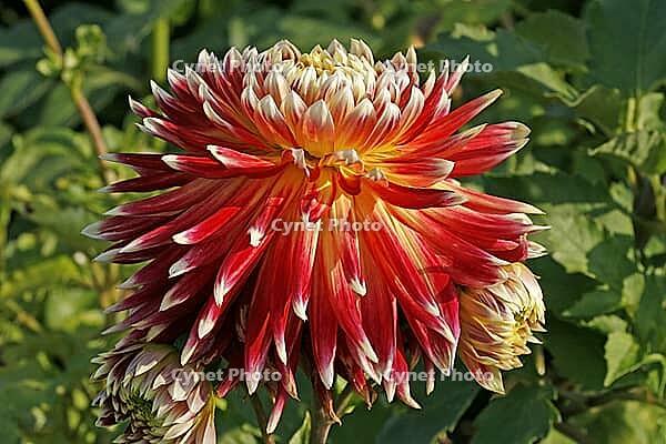 Dahlia, dahlia [IBR124586602]