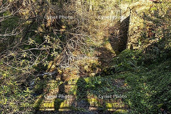 Peaceful forest trail winding through lush green woodland beside a small stream at Parque do Barronco dos Pisões, illuminated by warm sunlight on a tranquil spring day [IBR124586603]