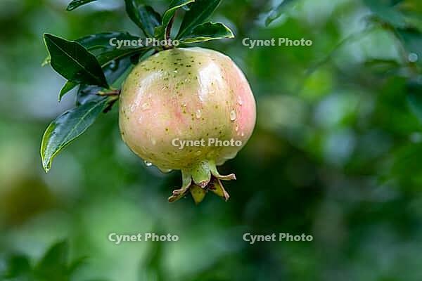 The mature pomegranate fruits are covered with water droplets after the rain. Pomegranate (Punica granatum L.), a sweet and juicy fruit, is rich in various fruit sugars, high-quality proteins, and easily absorbable fats. Huaibei City, Anhui Province, Chin [IBR124586607]