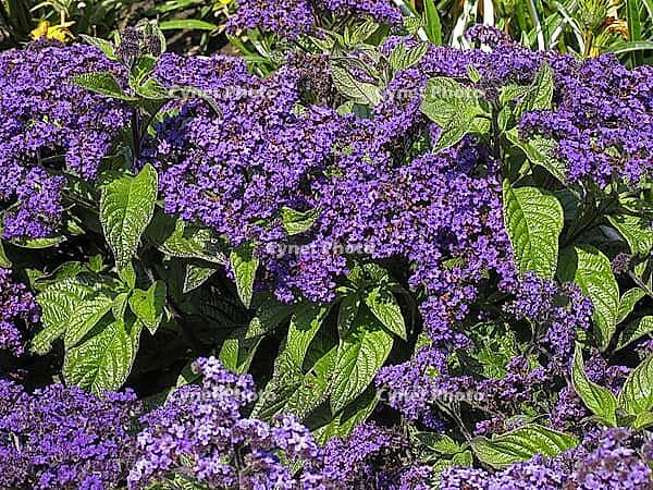 Heliotropium arborescens 'Mini Marine', solstice [IBR124586608]