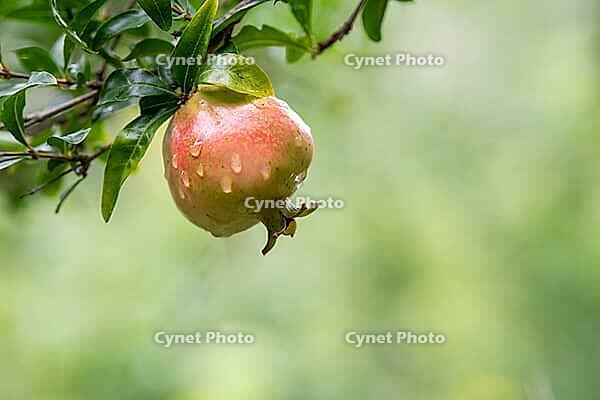 The mature pomegranate fruits are covered with water droplets after the rain. Pomegranate (Punica granatum L.), a sweet and juicy fruit, is rich in various fruit sugars, high-quality proteins, and easily absorbable fats. Huaibei City, Anhui Province, Chin [IBR124586609]