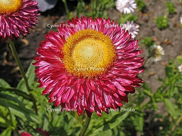 Helichrysum hybrid, straw flower [IBR124586610]