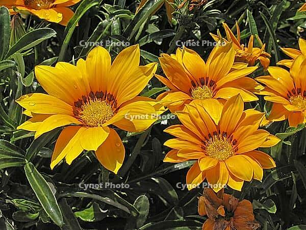 Gazania hybrid 'Kiss Golden Yellow', midday gold, gazanie [IBR124586611]