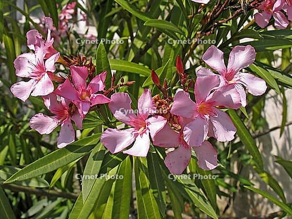 Nerium oleander, oleander [IBR124586612]
