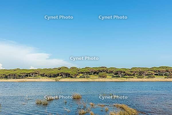 Beautiful natural landscape in Quarteira, Algarve, Portugal featuring a calm lagoon, and lush green vegetation under a clear blue sky. Peaceful outdoor scene ideal for travel, nature, and countryside themes. Keywords [IBR124586614]