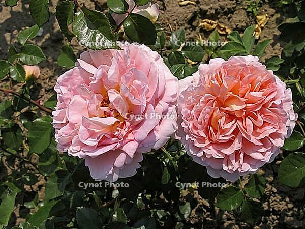 Rosa 'Abraham Darby, 'shrub rose, English rose, apricot yellow-pink, orange-pink, Austin 1985 [IBR124586615]