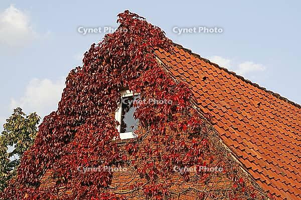 House with vines, Georgsmarienhütte-Oesede [IBR124586616]