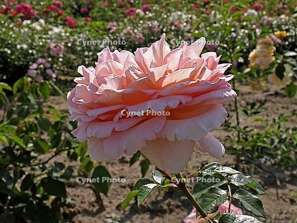 Rosa 'Abraham Darby, 'shrub rose, English rose, apricot yellow-pink, orange-pink, Austin 1985 [IBR124586620]